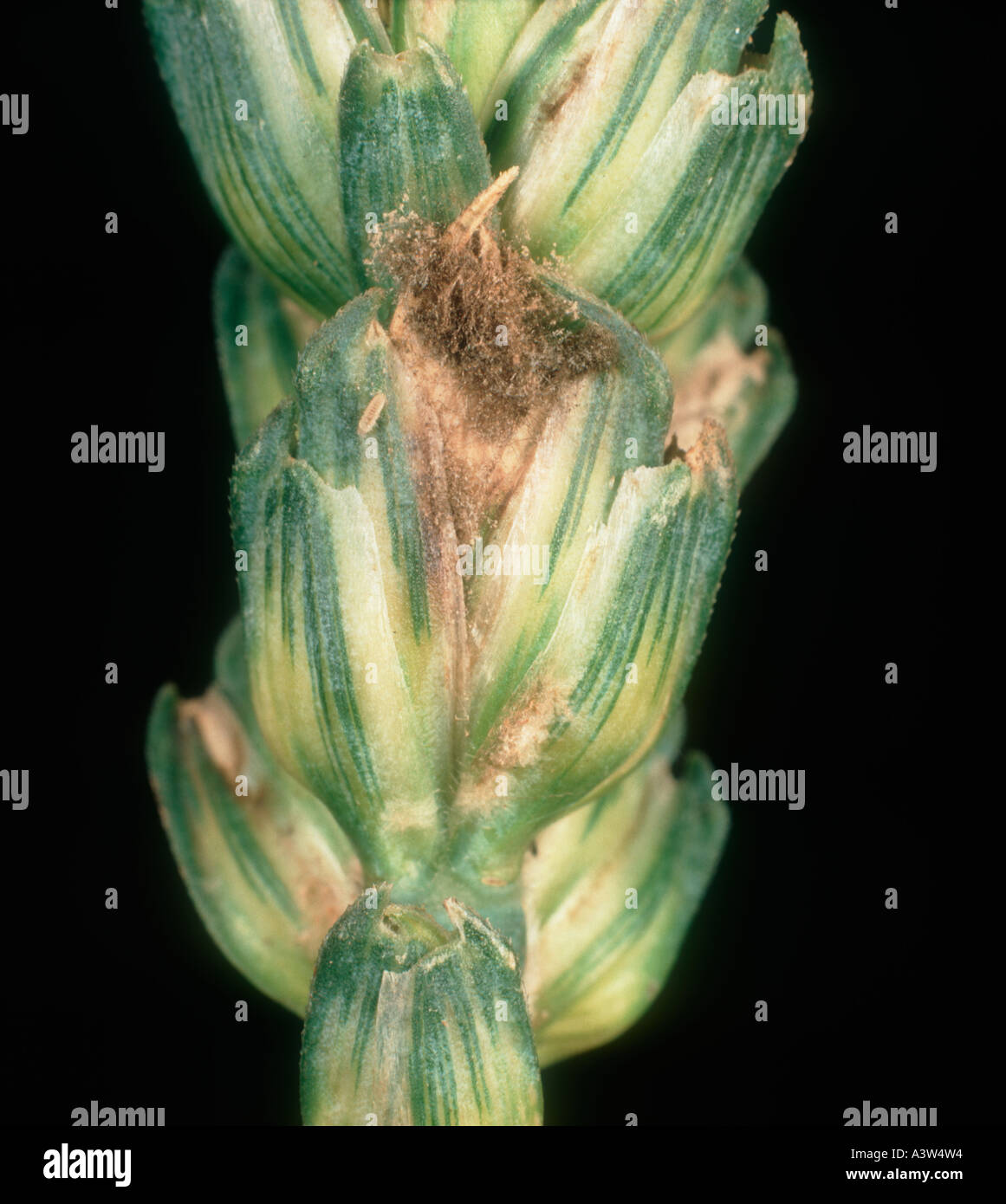 El moho gris Botrytis cinerea micelio desarrollando en un grano de trigo del oído Foto de stock