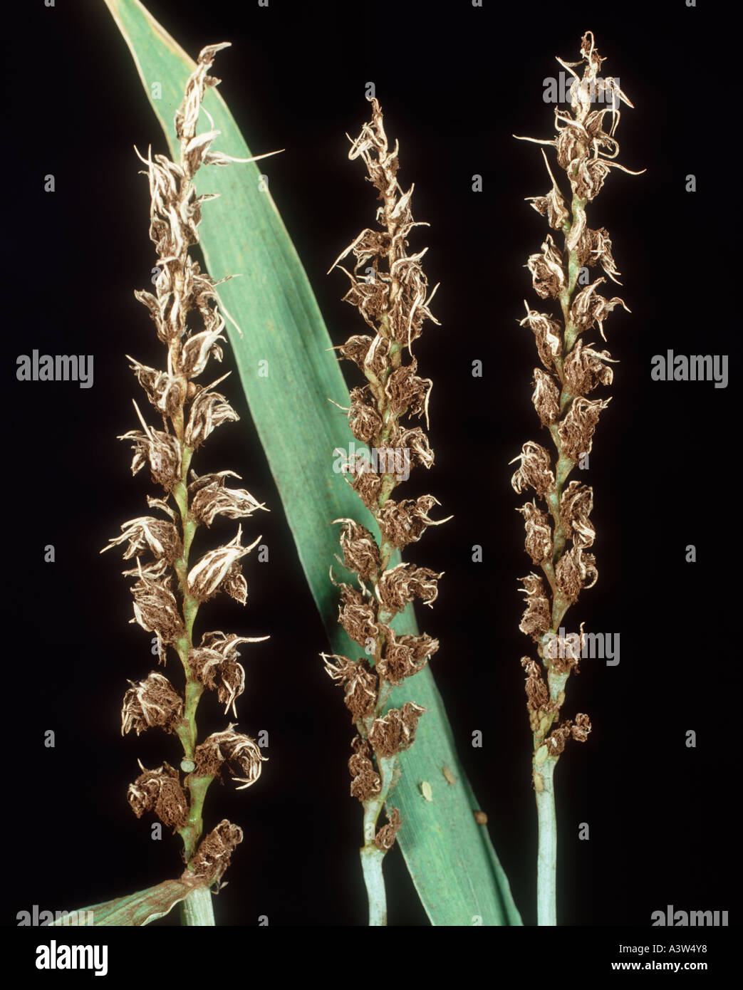 Manchas sueltas (Ustilago nuda f.sp. Tritici) en orejas de trigo Foto de stock