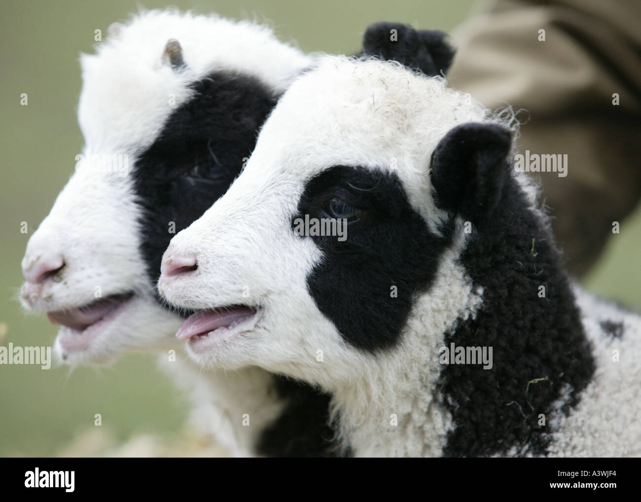 Un par de corderos ovinos Jacob Worcestershire Inglaterra Foto de stock