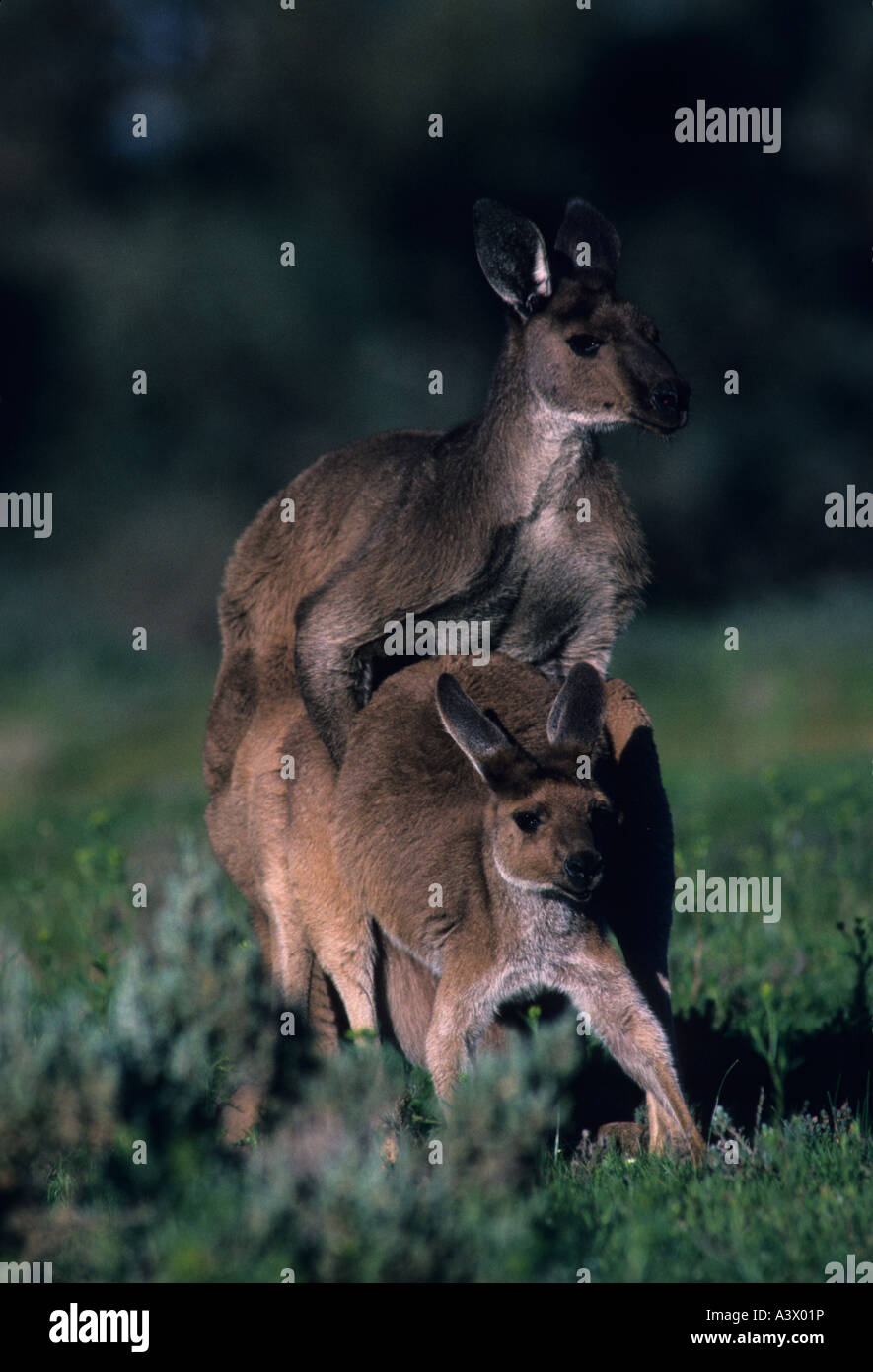 Canguros Macropus fuliginosus gris occidental de Australia del Sur  Australia apareamiento Fotografía de stock - Alamy