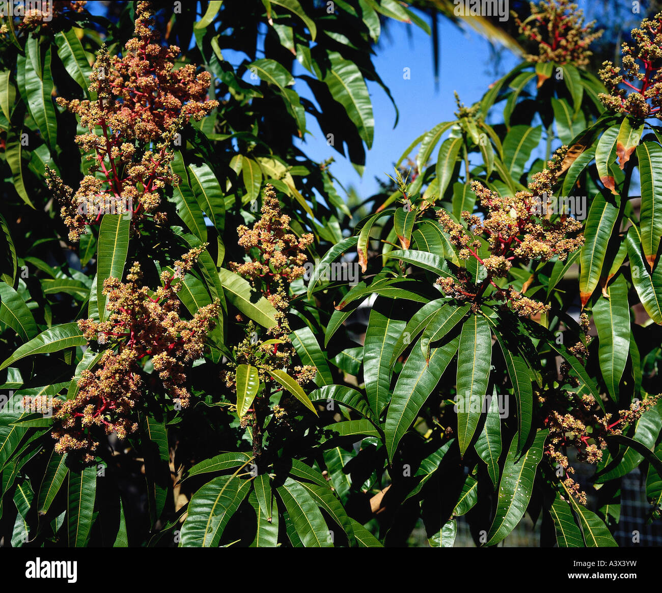 La botánica, el mango (Mangifera indica), las flores, los árboles florecen, árbol de mango, Rosidae, Sapindales Anacardiaceae, mangos, mangos, le Foto de stock