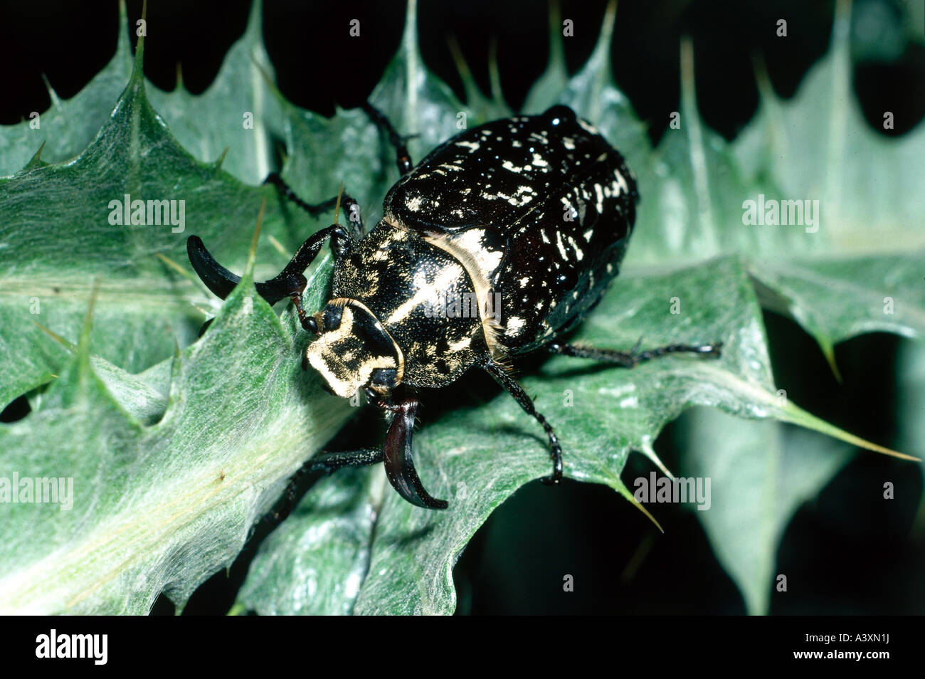 Zoología / animales, insectos, escarabajos, Pino Chafer (Polyphylla fullo), en la hoja, la distribución: Centro y Sur de Europa, Northe Foto de stock