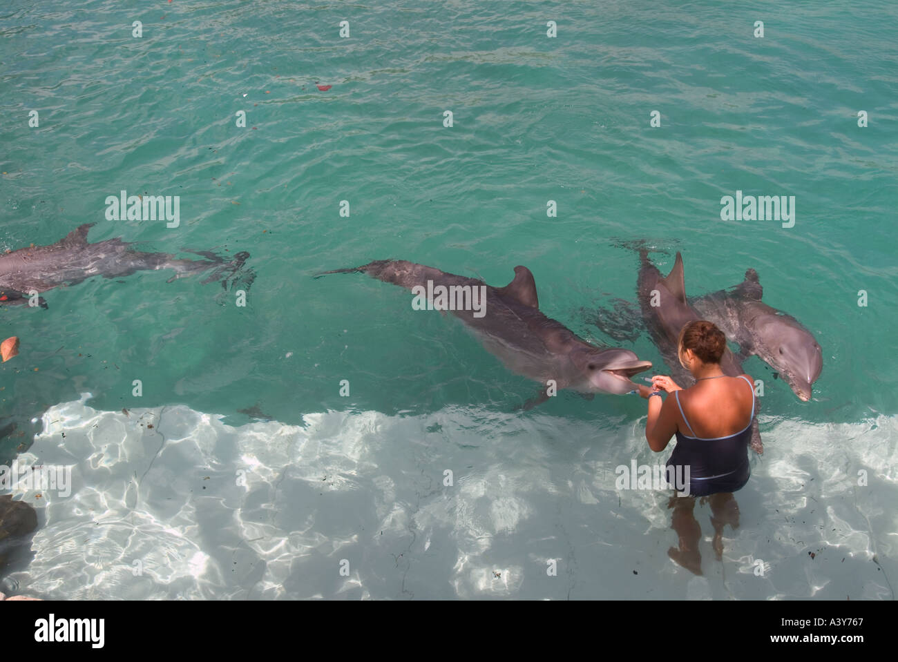 Los instructores alimentar delfines Xcaret Riviera Maya México Foto de stock