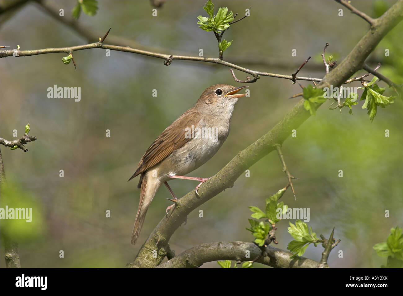 Ruiseñor (Luscinia megarhynchos), cantando Foto de stock