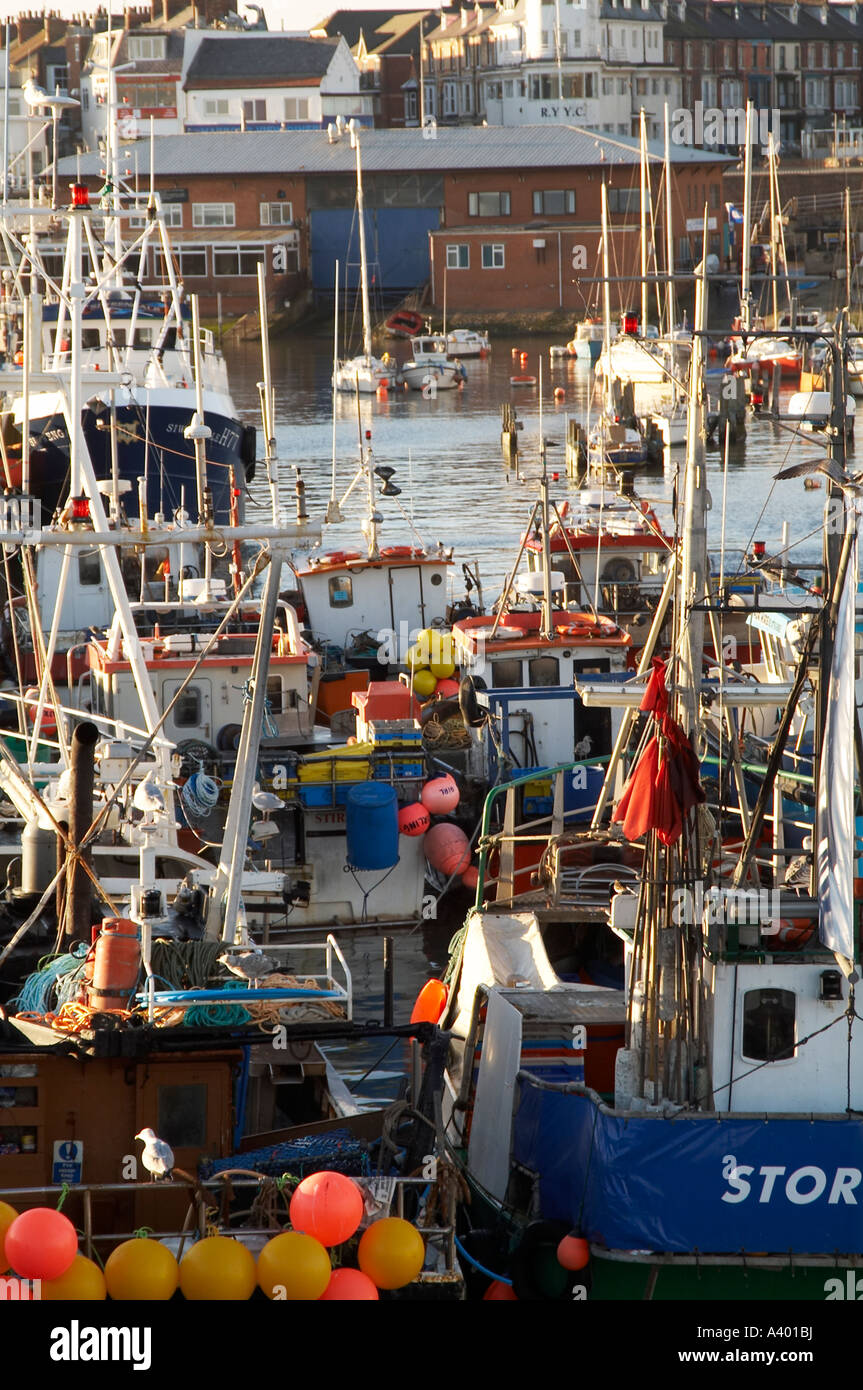 Pequeña, pesca, botes, Bridlington, Puerto, pescado, pescado, sobre stock, niveles, bacalao, eglefino, Foto de stock