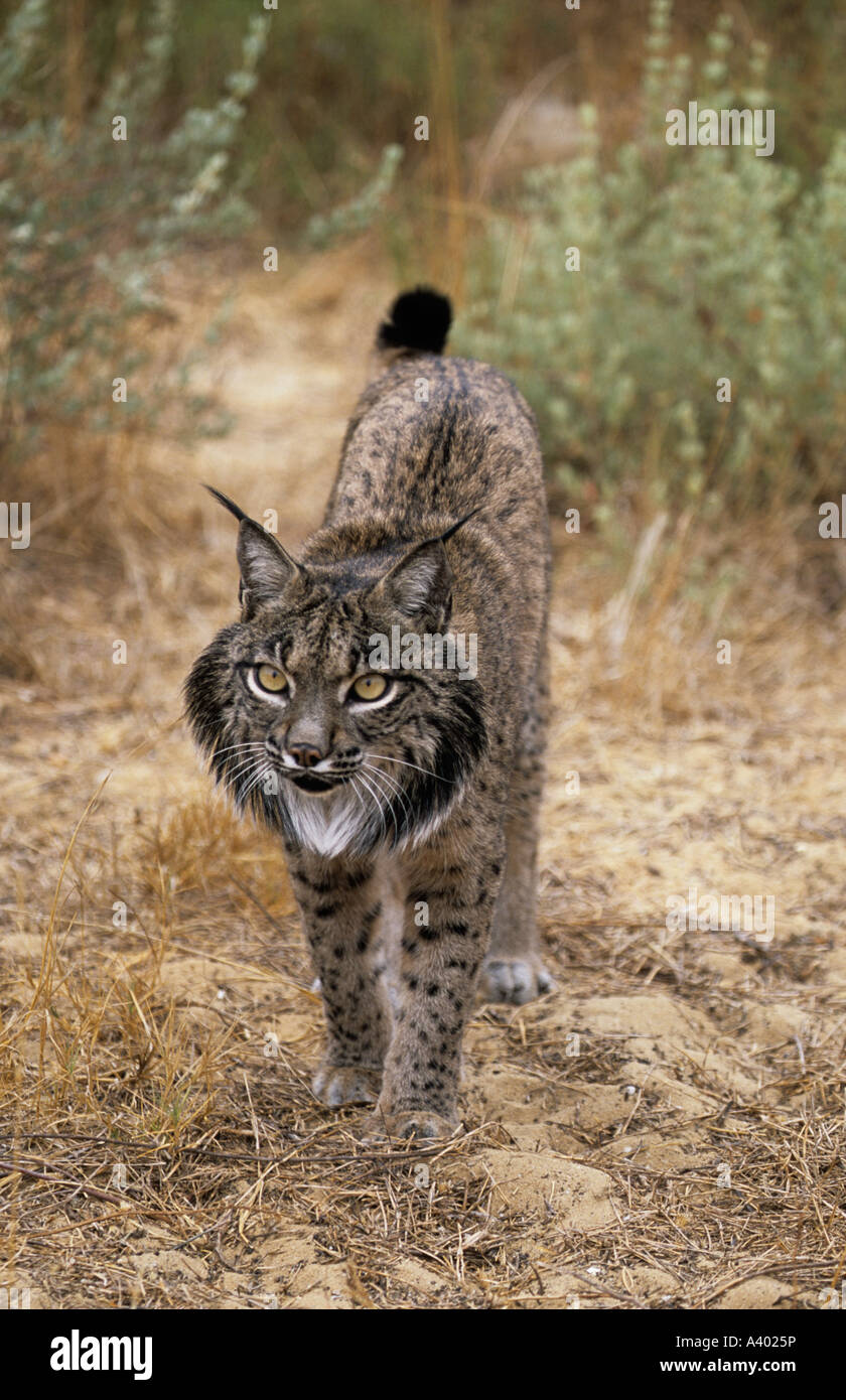 Pardel o el lince ibérico (Lynx pardina) - España - En Peligro de Extinción, cautivo Foto de stock