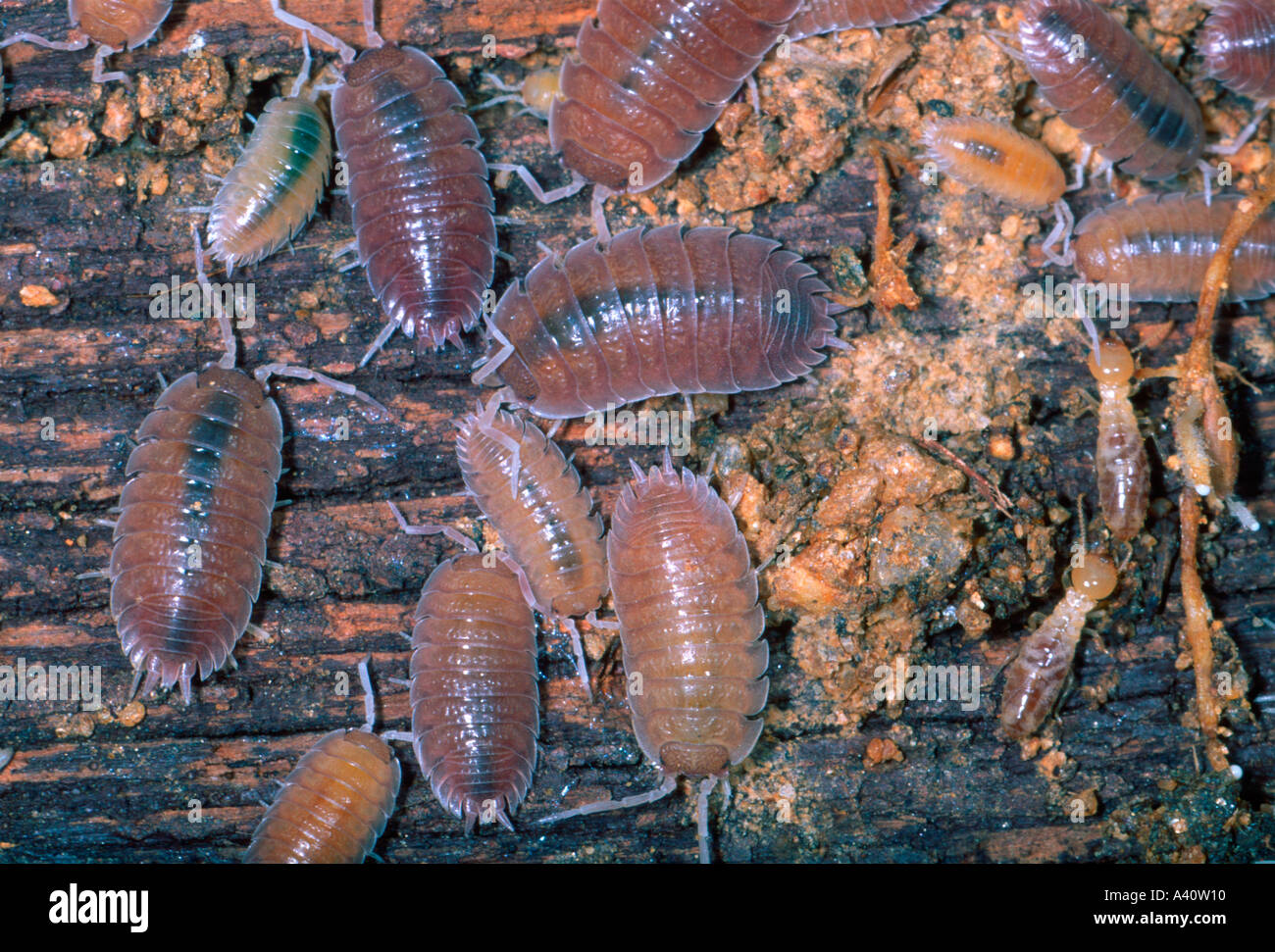 (Philoscia Woodlice sp.) y termitas (Reticulitermes lucifugus) Foto de stock