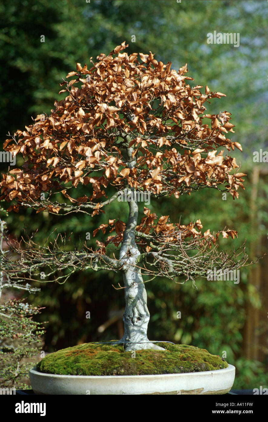 Deciduous bonsai trees tree fotografías e imágenes de alta resolución Alamy