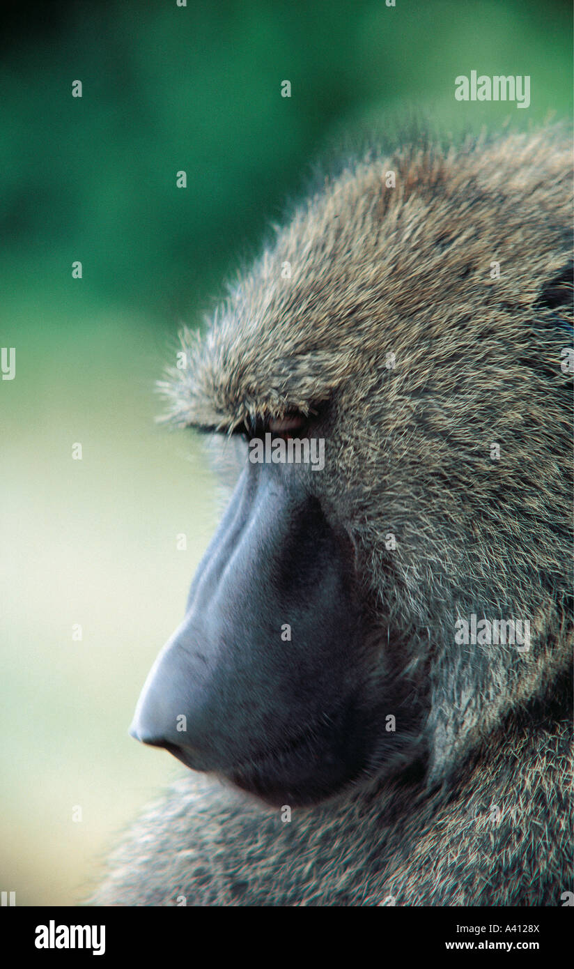 Cerrar perfil retrato de Olive babuinos en la Reserva Nacional de Samburu Kenia Foto de stock
