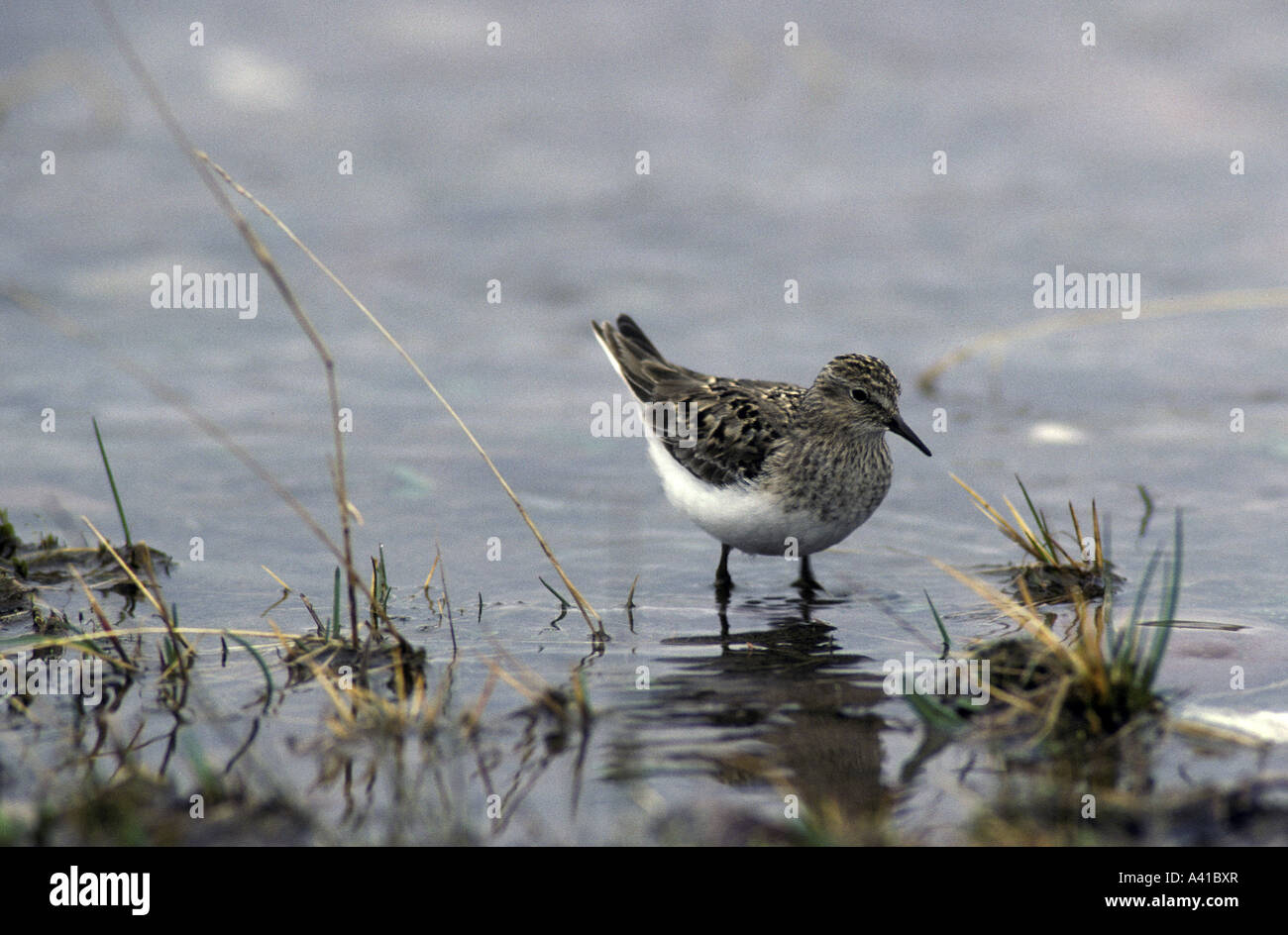 S Temmick Stint Calidris temminckii caminando en aguas poco profundas Foto de stock