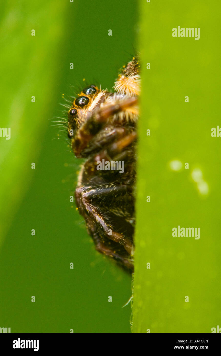 Jumping Spider (Phidippus clarus) hembra escondidos en asclepias planta Ontario Foto de stock