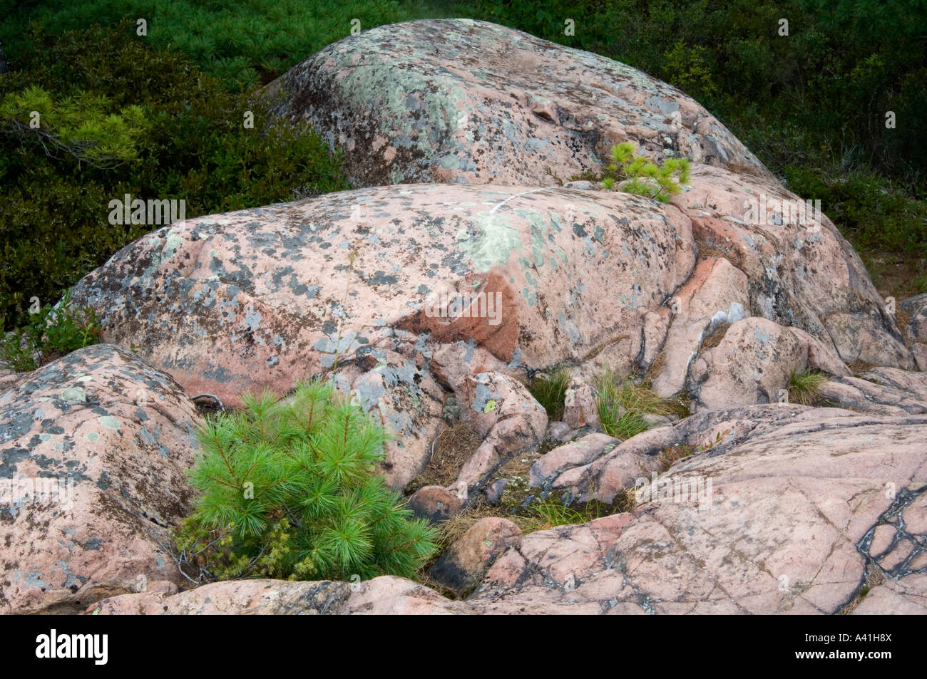 Canadian Shield rock comunidad vegetal de pino blanco (Pinus strobus) plántula y afloramientos de granito Killarney Provincial Park, Ontario, Canadá Foto de stock