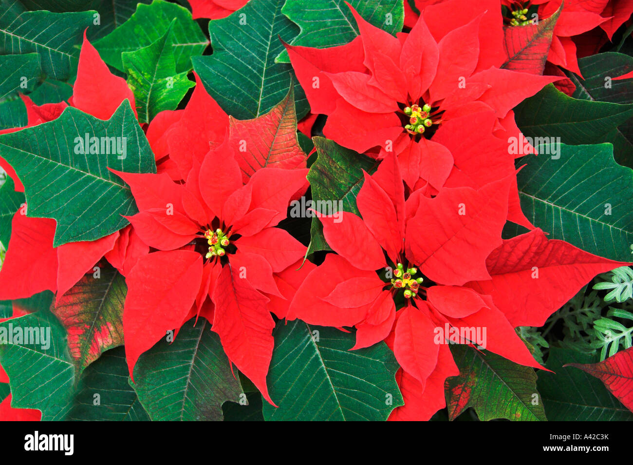 Flores de color rojo brillante en el interior del invernadero durante la temporada de Navidad en Winnipeg, Manitoba, Canadá Foto de stock