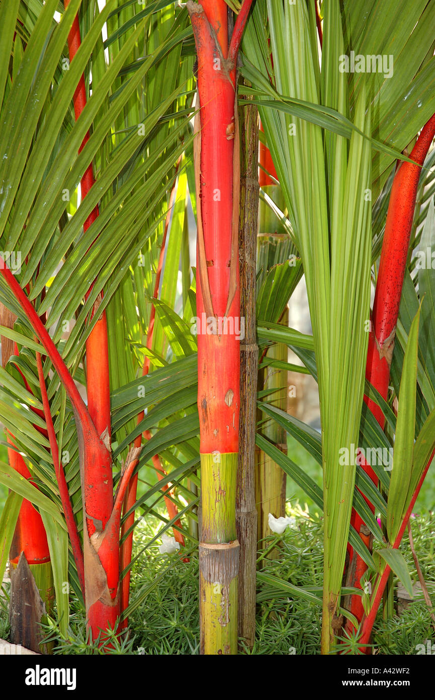 Pintalabios lacre palm palm Cyrtostachys renda tallo rojo Asia tropical plant Foto de stock