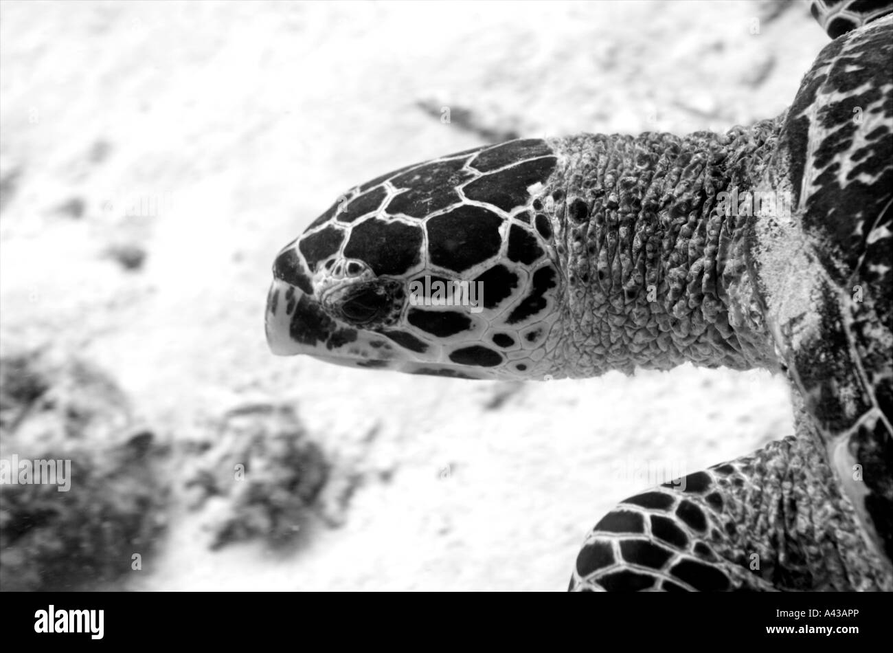 Una Tortuga Carey busca en el arrecife de coral en busca de comida. Foto de stock