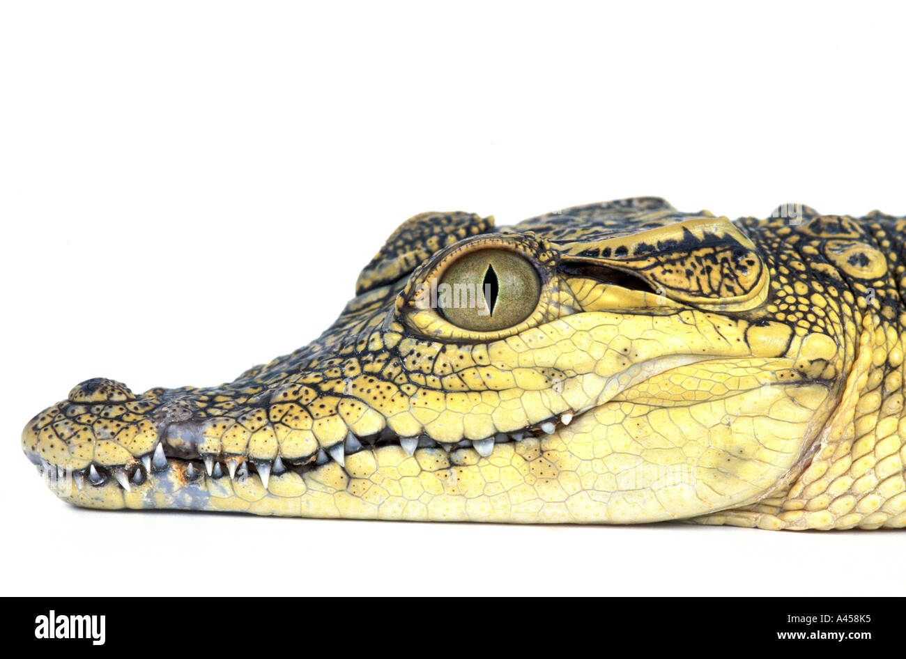 El cocodrilo del Nilo Crocodylus niloticus Cocodrilo Sudáfrica du Nil  naturaleza animal reptiles ovíparos verde agua río africano grande cara  retrato peligro peligroso Fotografía de stock - Alamy