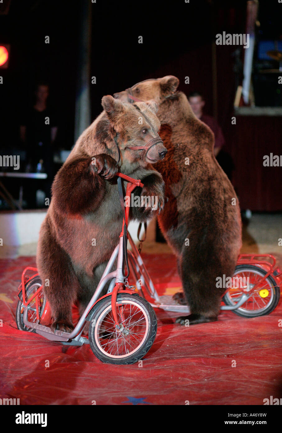Dos osos pardos (Ursus arctos) en scooters en la cricus Renz. Foto de stock