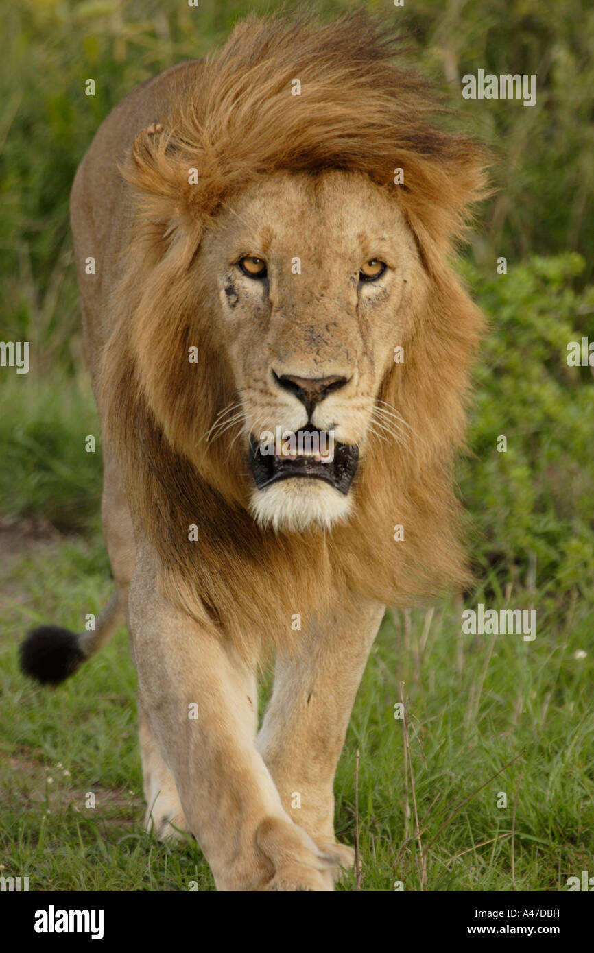 'Simba' - león macho [Panthera leo] reserva nacional MAASAI MARA Kenya Foto de stock