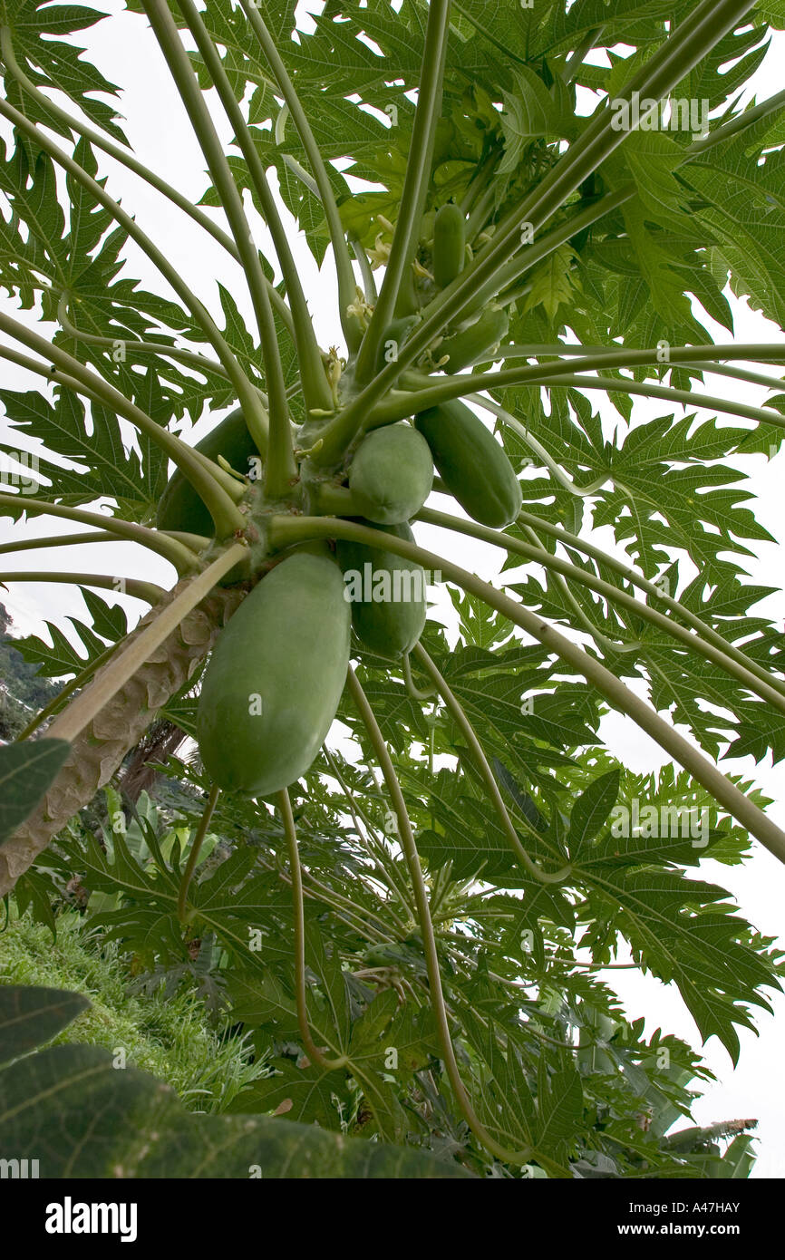 Pawpaw o árbol de papaya con frutas, Isla de Bioko, en Guinea