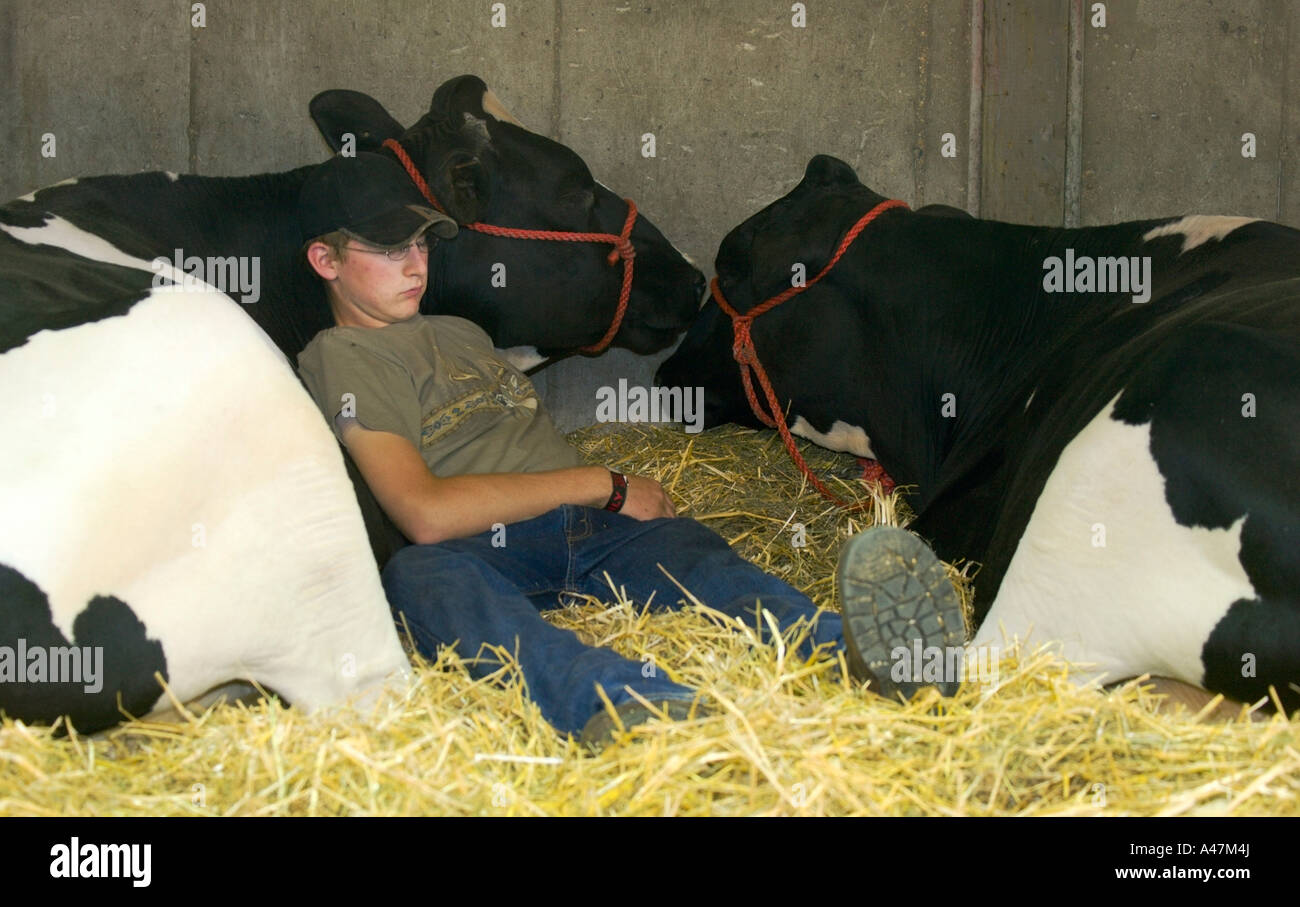 https://c8.alamy.com/compes/a47m4j/nino-durmiendo-en-paja-con-vacas-de-la-feria-estatal-de-wisconsin-milwaukee-wisconsin-eeuu-a47m4j.jpg