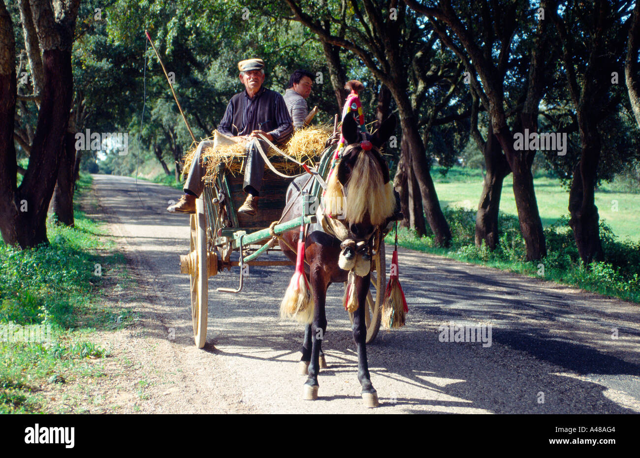 Carro de mulas fotografías e imágenes de alta resolución - Alamy