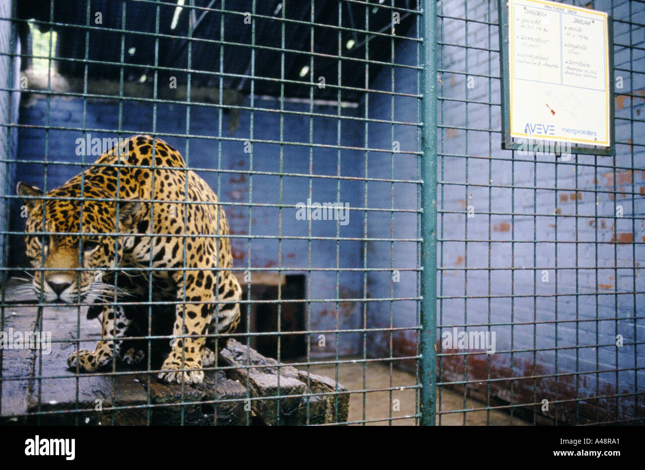 Jaguar en un zoológico cagelimburgse Genk, Bélgica Foto de stock