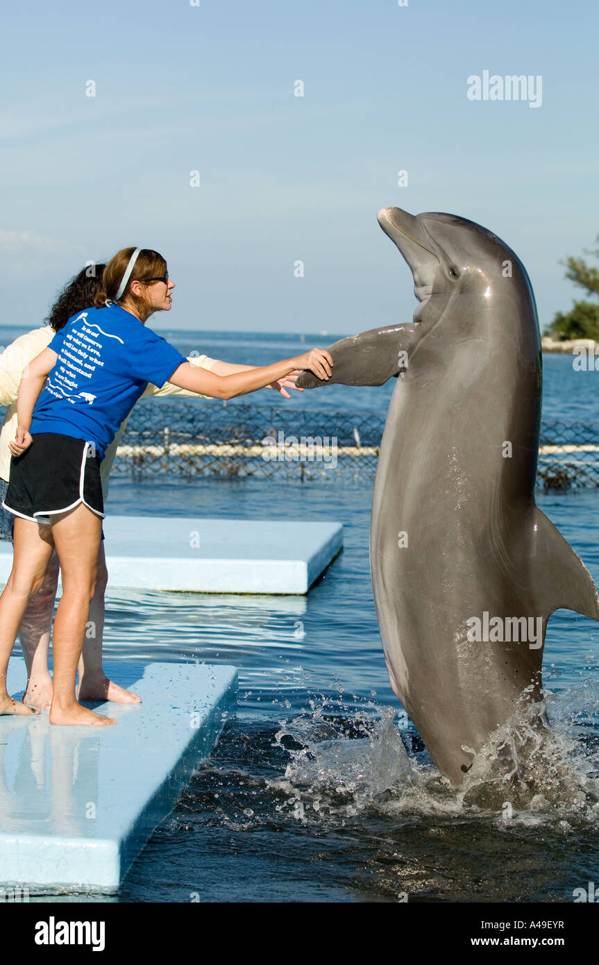 Ee.Uu. Florida Keys delfines entretenido centro de investigación de delfines en Grassy Key Florida Foto de stock