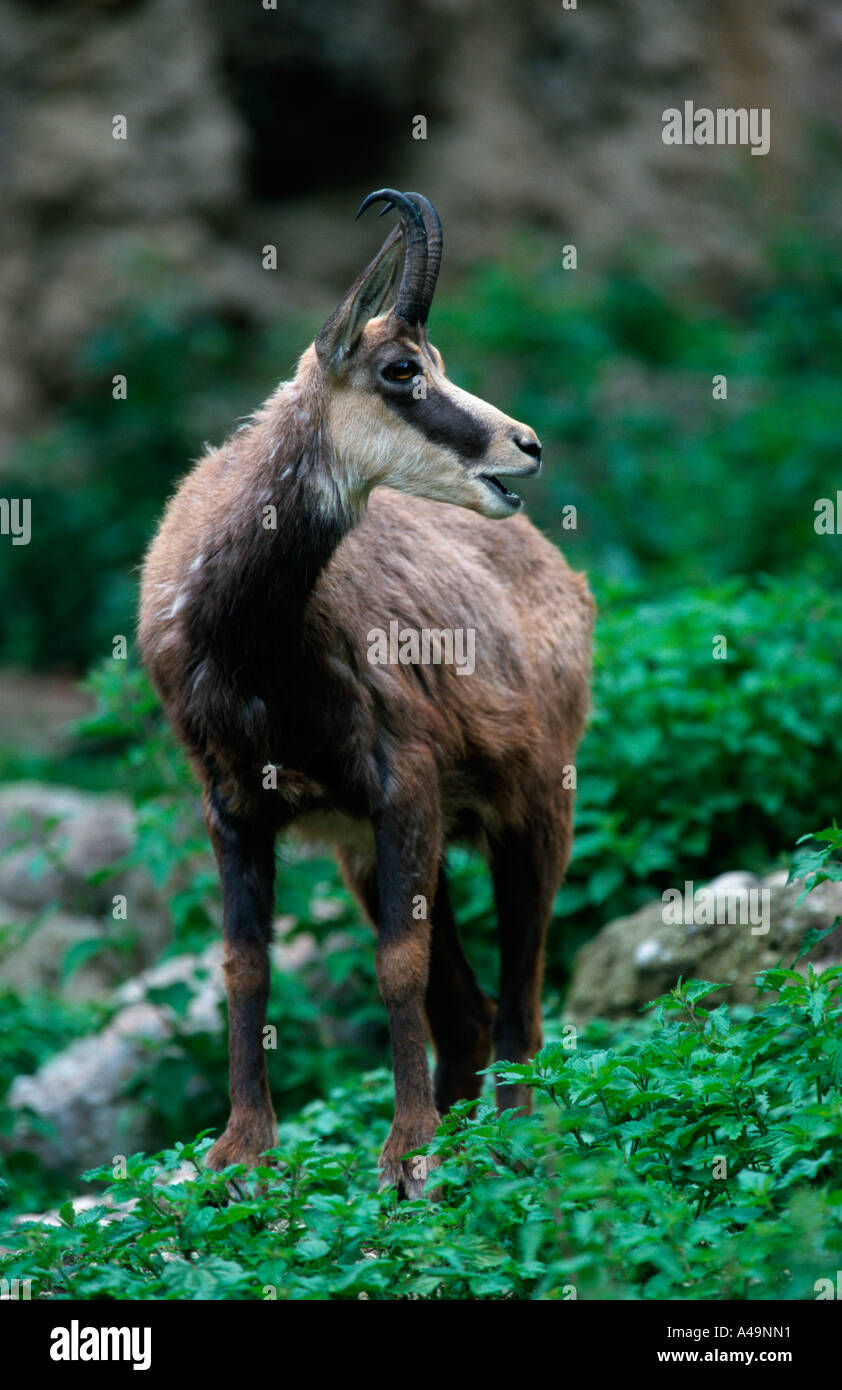 Gamuza / Gemse Foto de stock