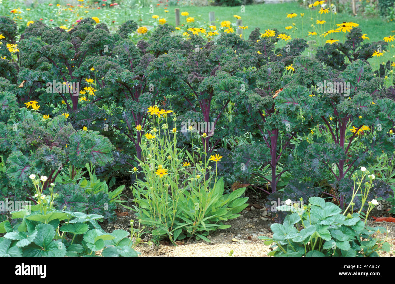 Brassica hirta fotografías e imágenes de alta resolución Alamy