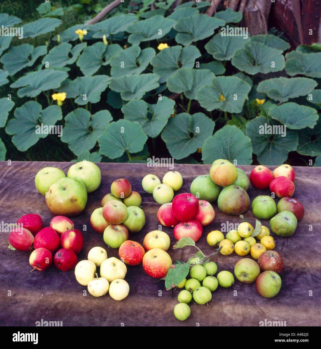 Numerosas variedades de manzanas en inglés sobre una mesa Foto de stock