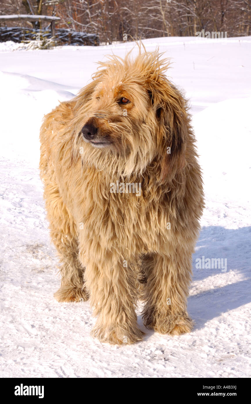 Perro peludo grande Fotografía de stock - Alamy