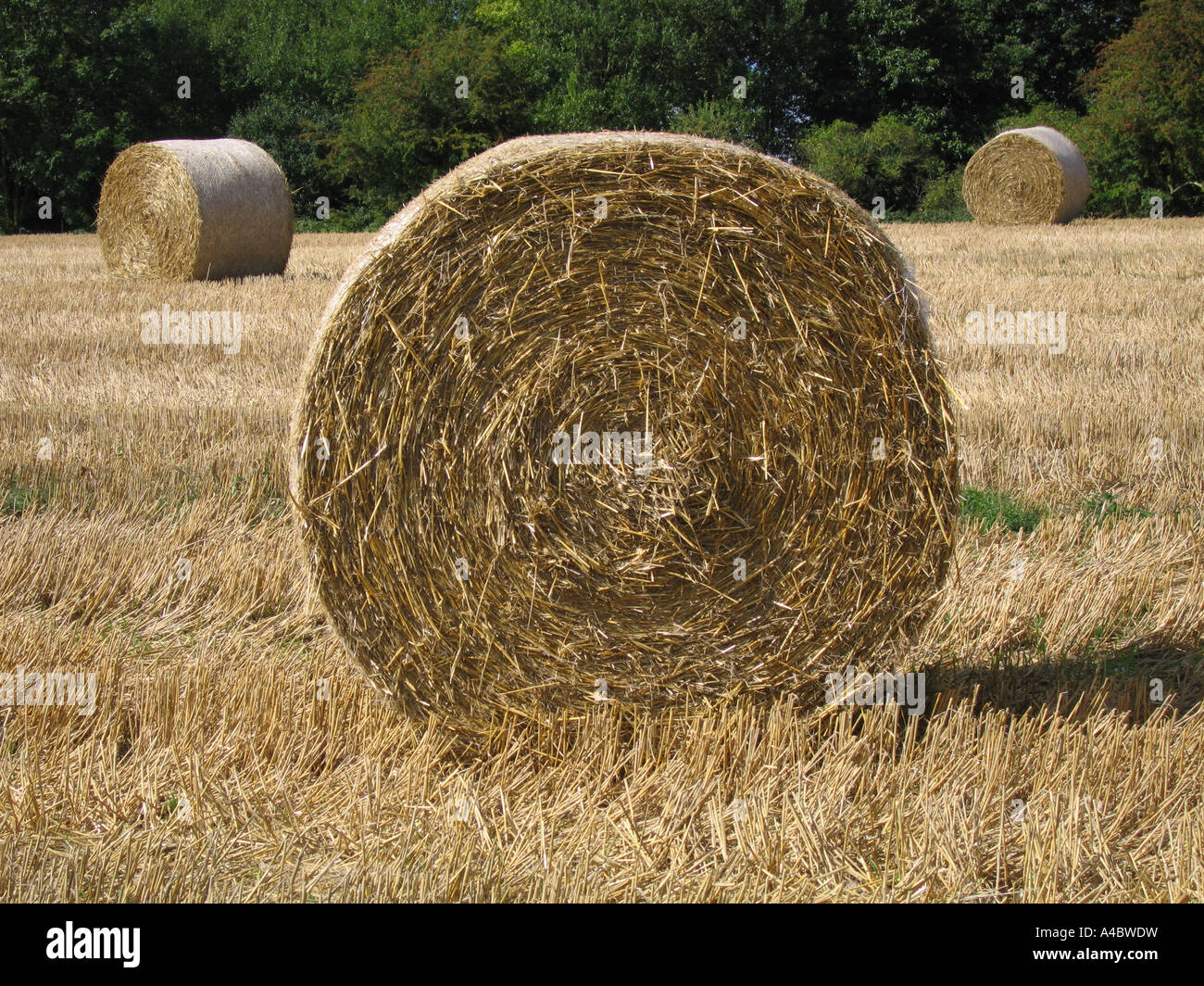 Los fardos de heno Berry s Green Kent UK Foto de stock