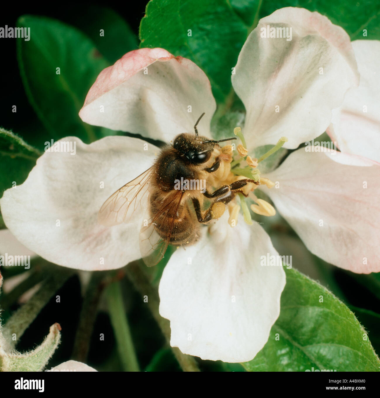 Miel de abejas Apis mellifera trabajador en una manzana flor Foto de stock