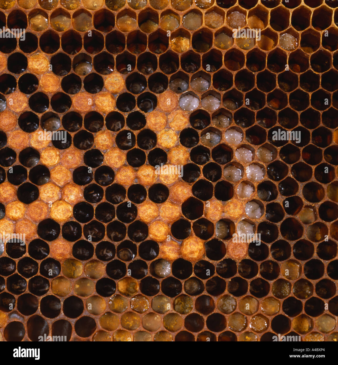 Miel de abejas Apis mellifera celdas de cría también tapadas con larvas evidente Foto de stock