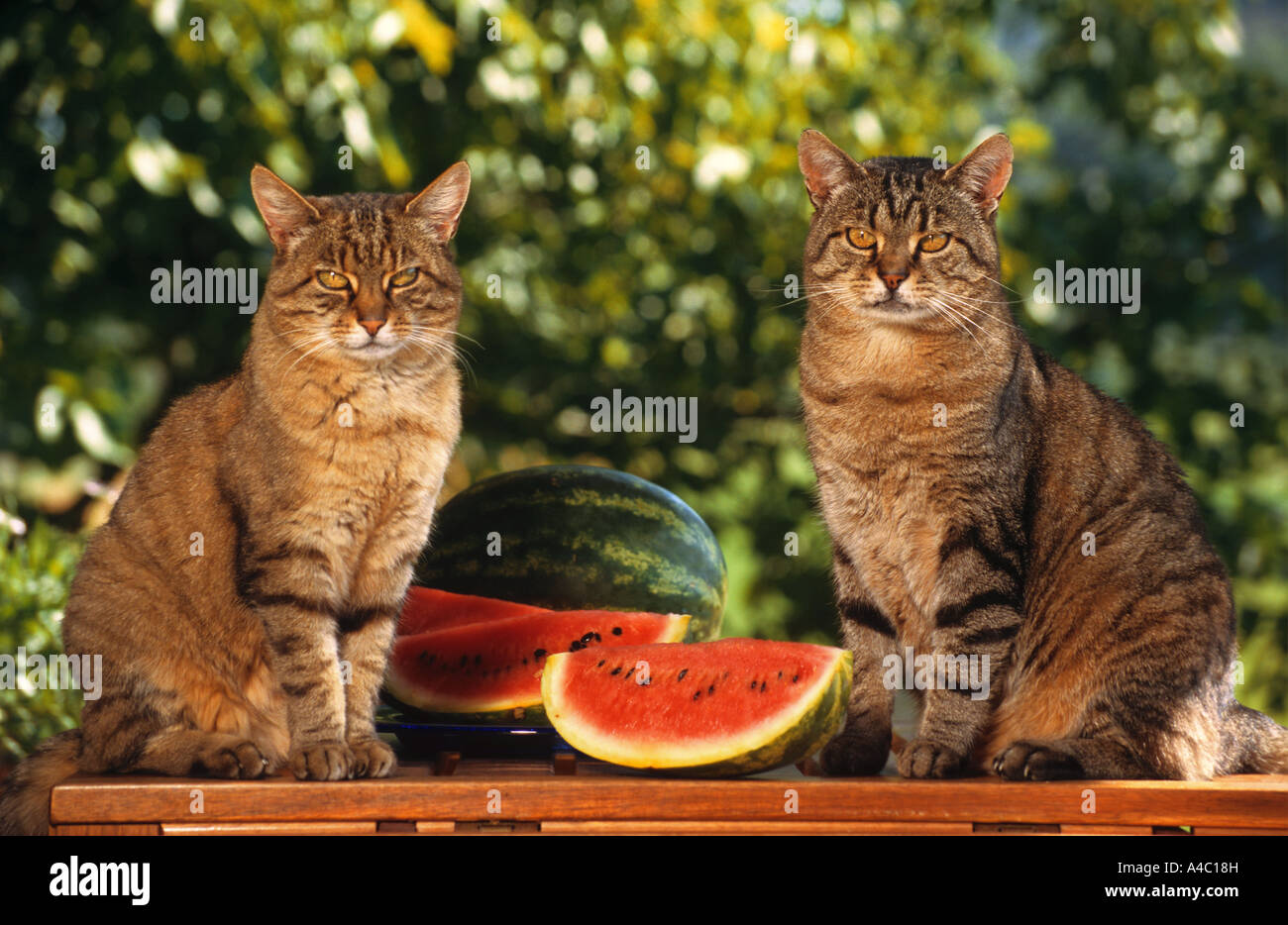 Dos gatos domésticos junto a trozos de melón Fotografía de stock - Alamy
