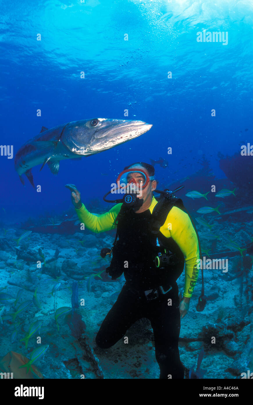 El capitán SPENCER PIZARRA Y GRAN BARRACUDA SPHYRAENA BARRACUDA Fotografía  de stock - Alamy