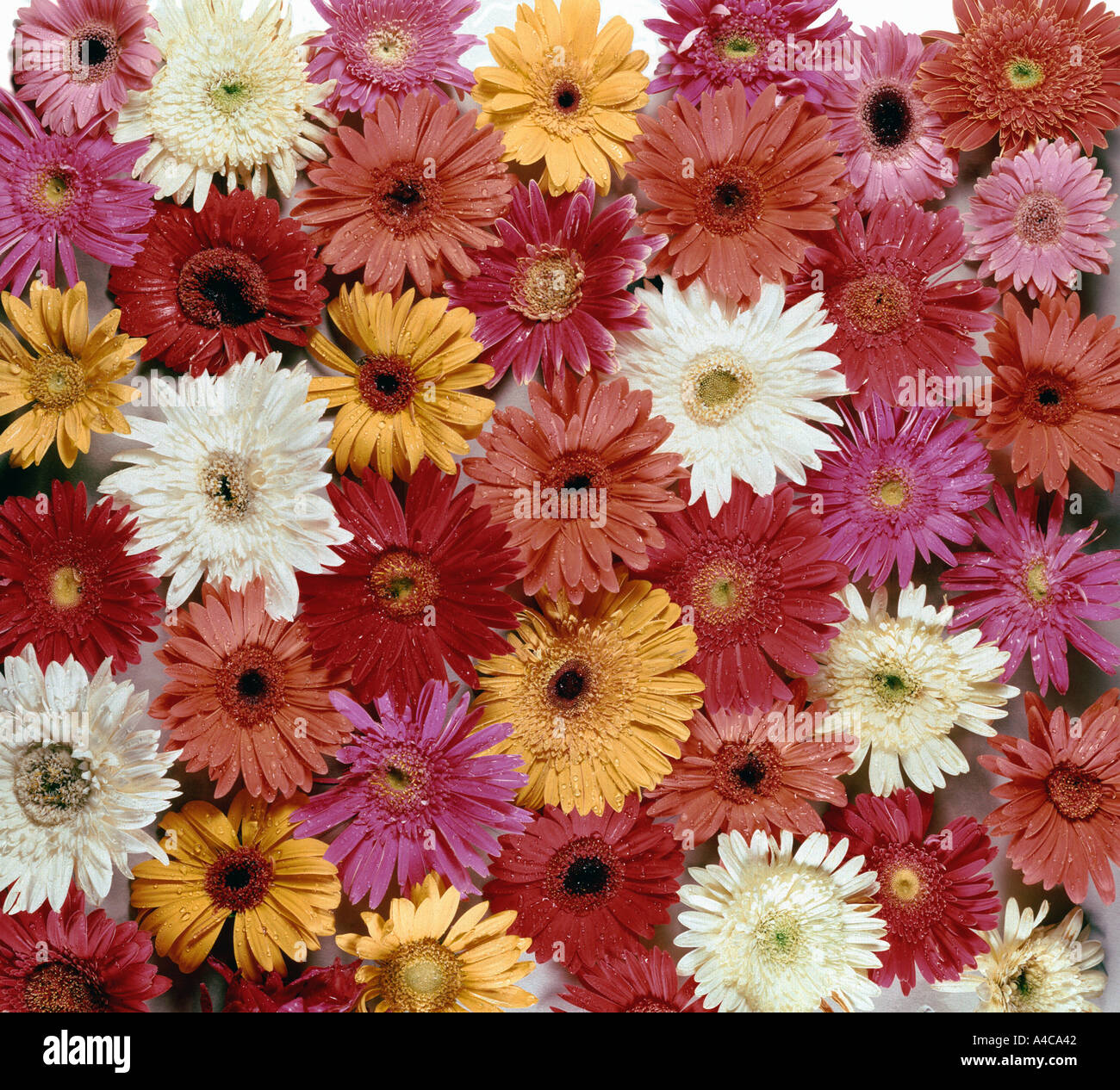 Todos los colores gerberas Fotografía de stock - Alamy