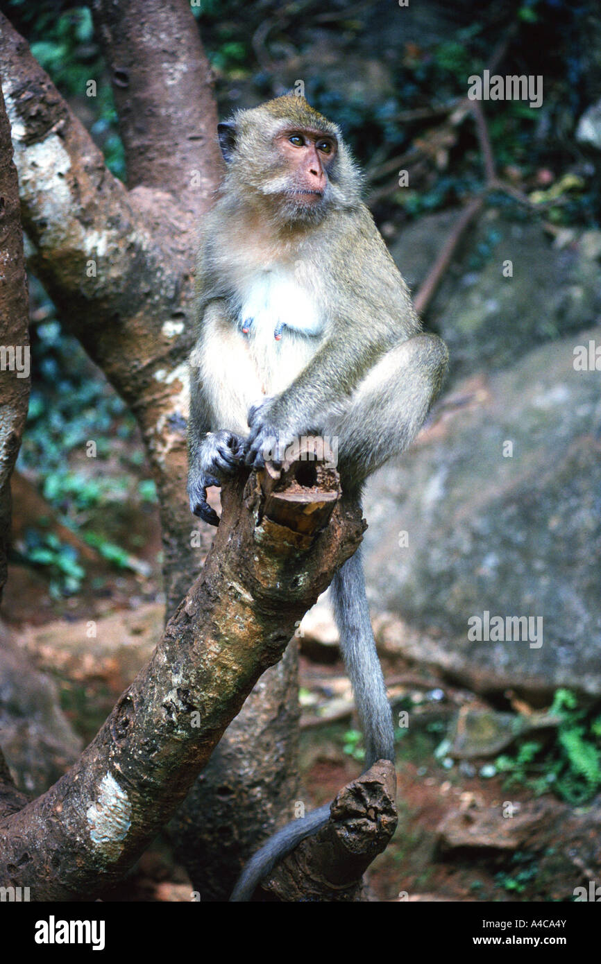 Monos de Tailandia, Krabi, Tailandia Foto de stock