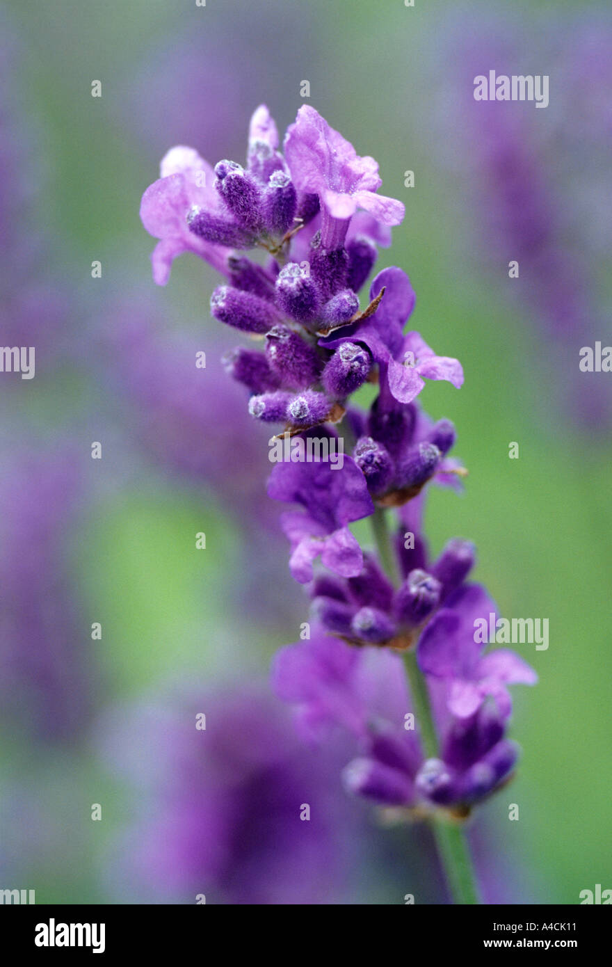 La lavanda Lavendula augustifolia Foto de stock