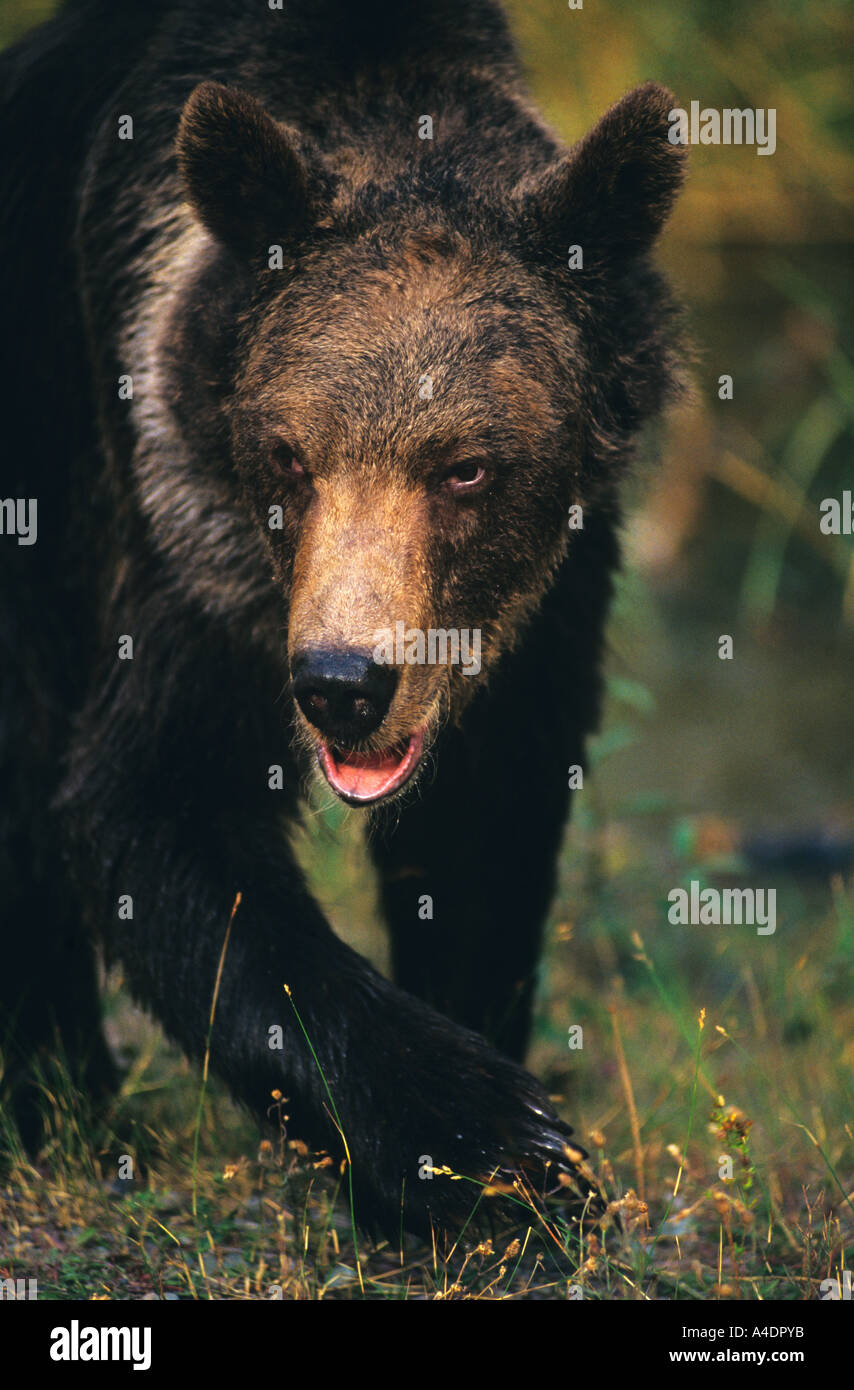 Oso grizzly (Ursus arctus horribilus) Foto de stock