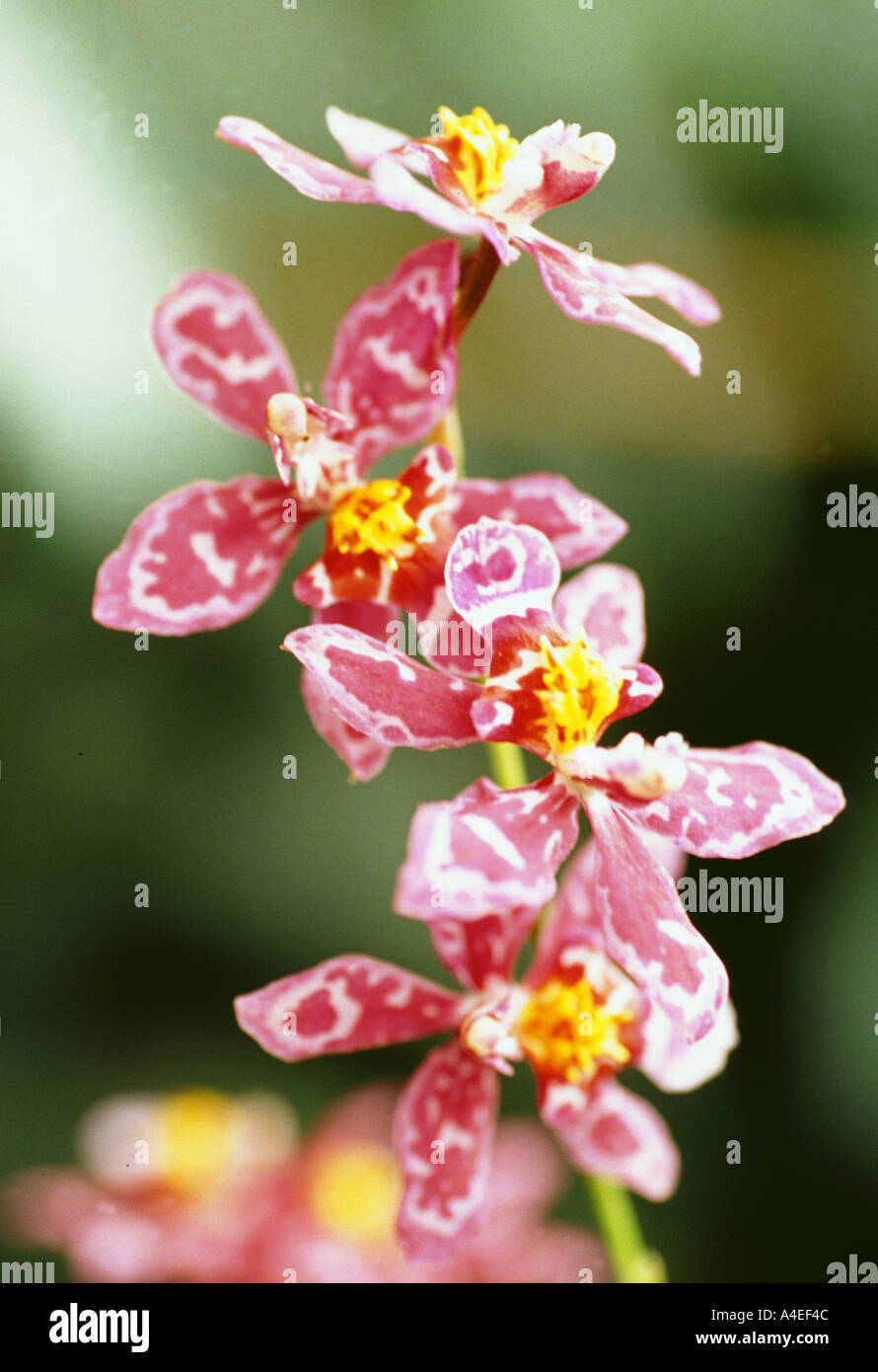 Flor de orquídea Wilsonara kolibri Fotografía de stock - Alamy