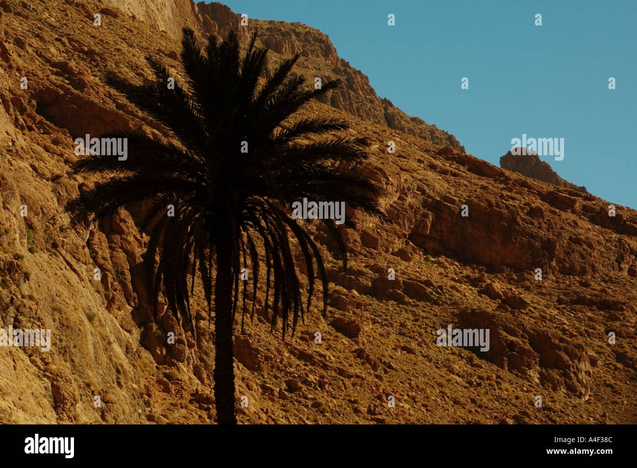 Silhoutte de palmera contra el lado de la montaña Gargantas de Todra Marruecos Foto de stock