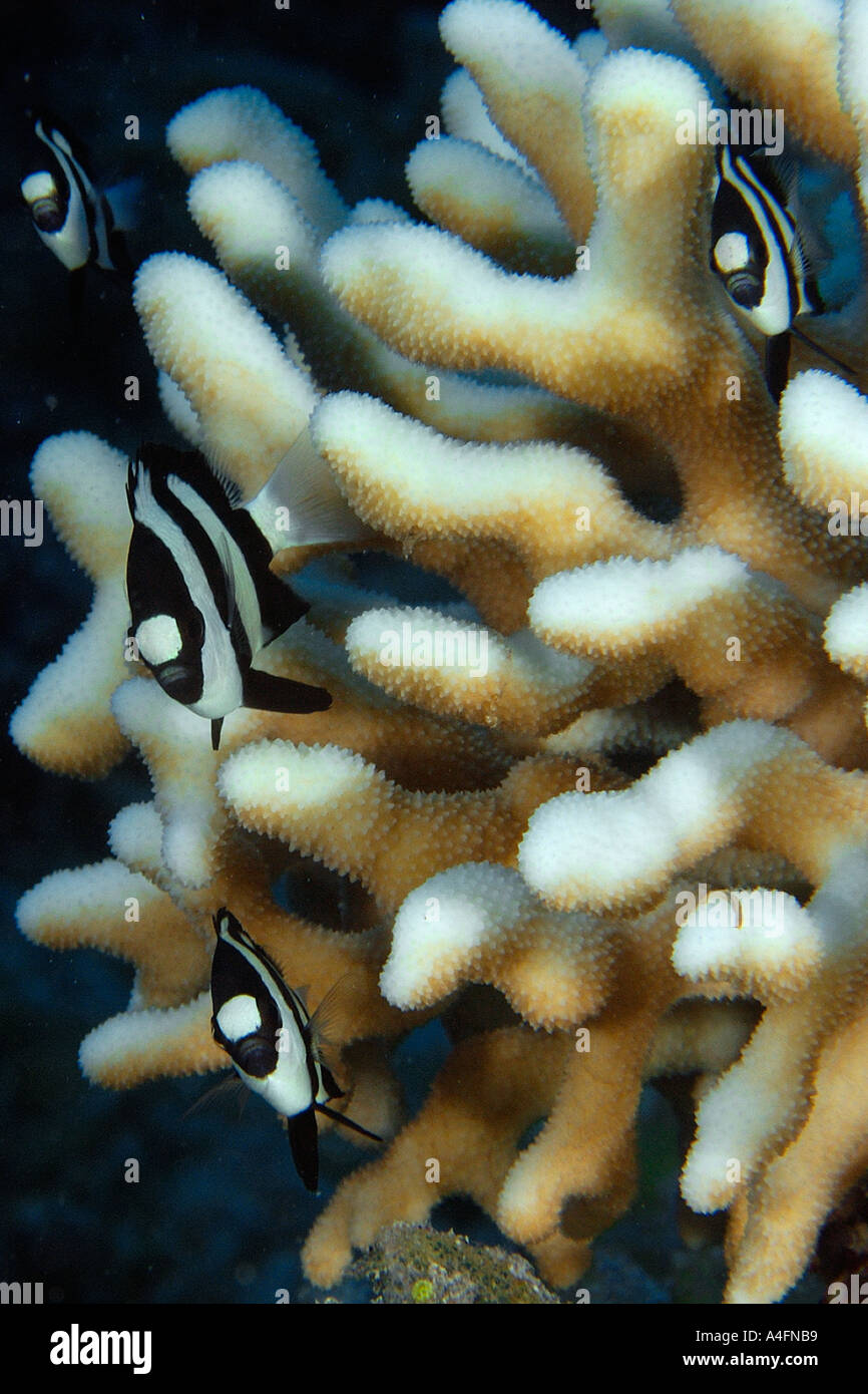 Humbug dascyllus aruanus Dascyllus resguardada en cat s paw coral Acropora palifera Namu atolón de las Islas Marshall Foto de stock