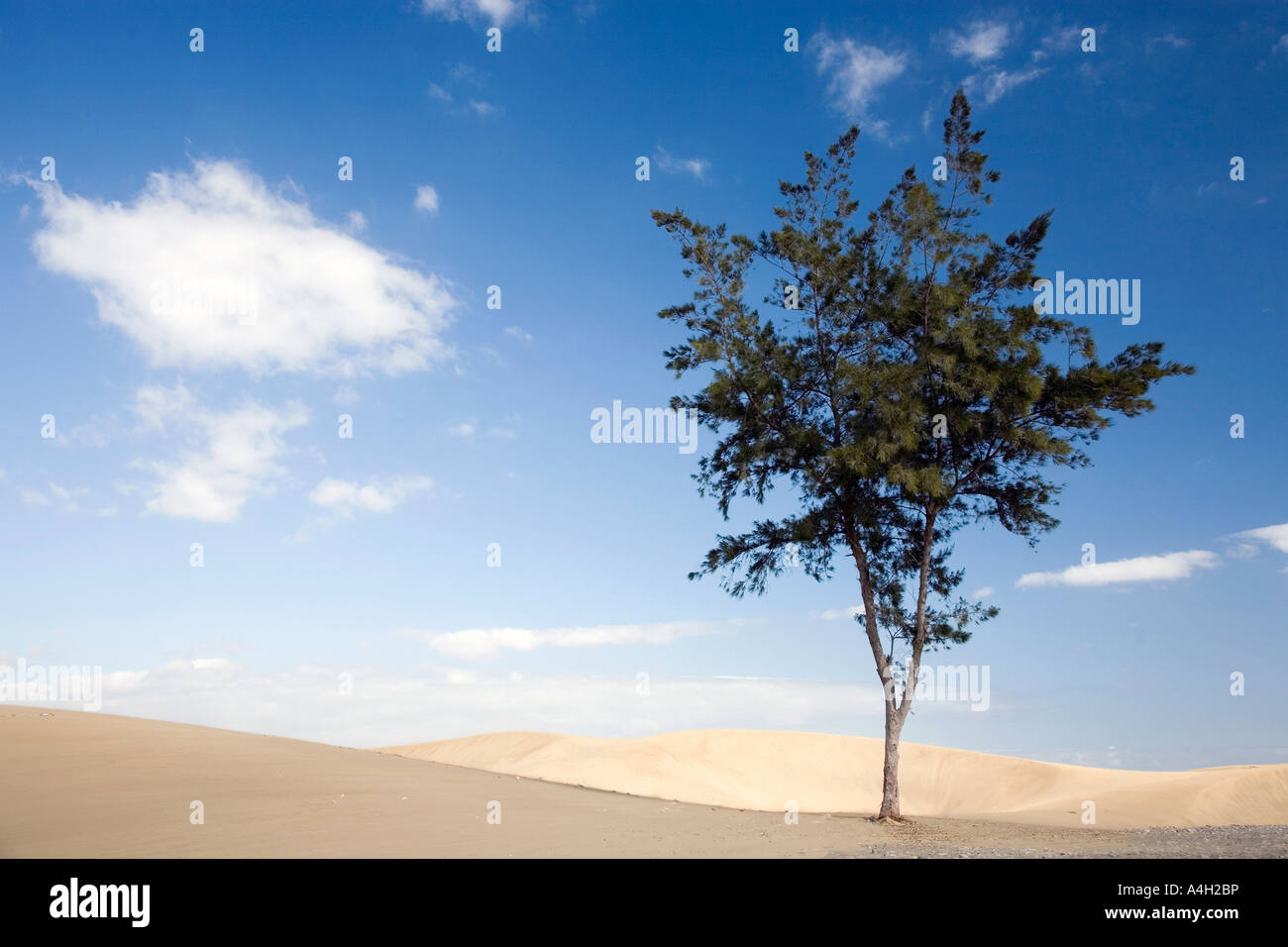 Un solitario árbol en el desierto, Gran Canaria, España Foto de stock