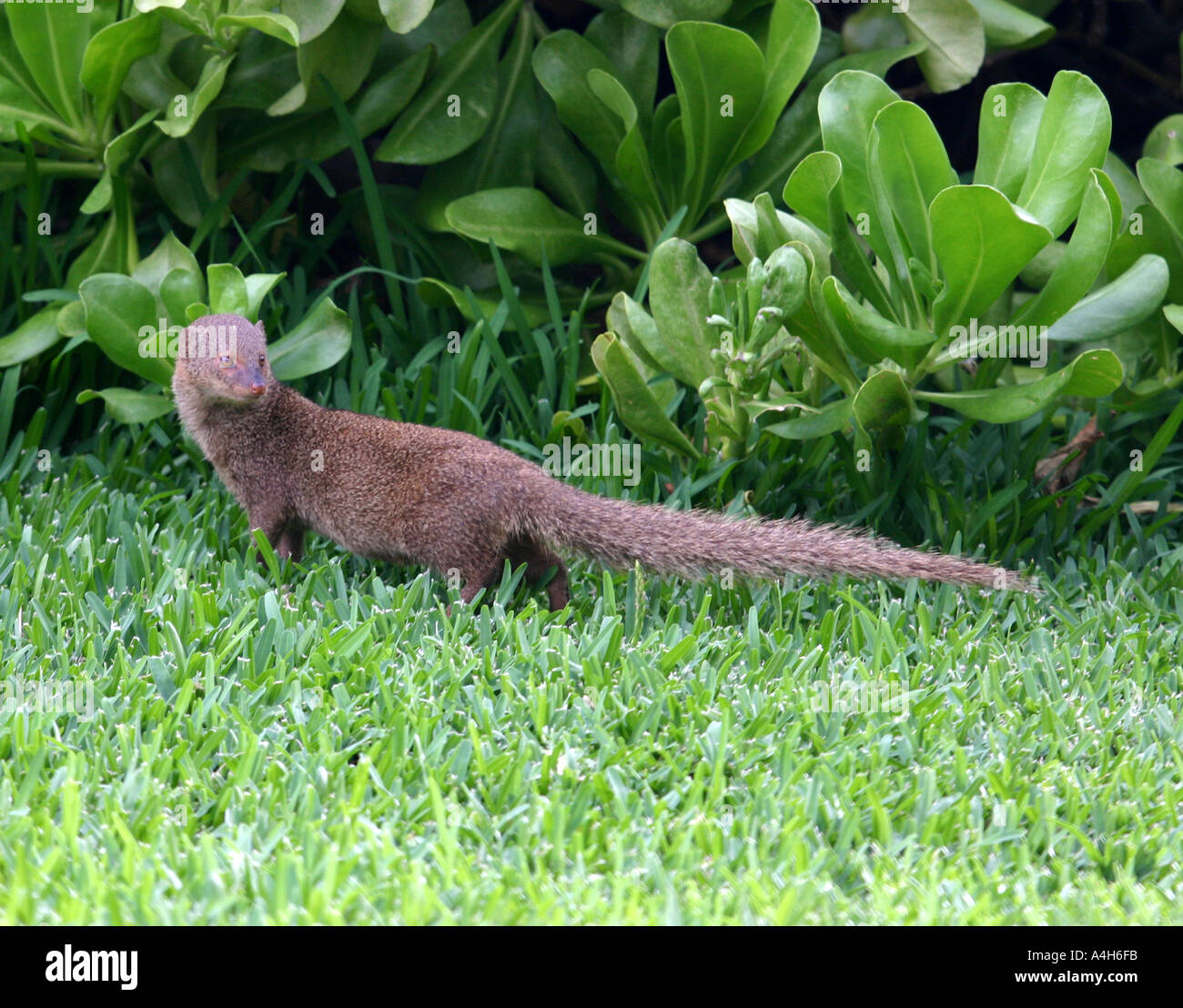 Mongoose hawaii fotografías e imágenes de alta resolución Alamy