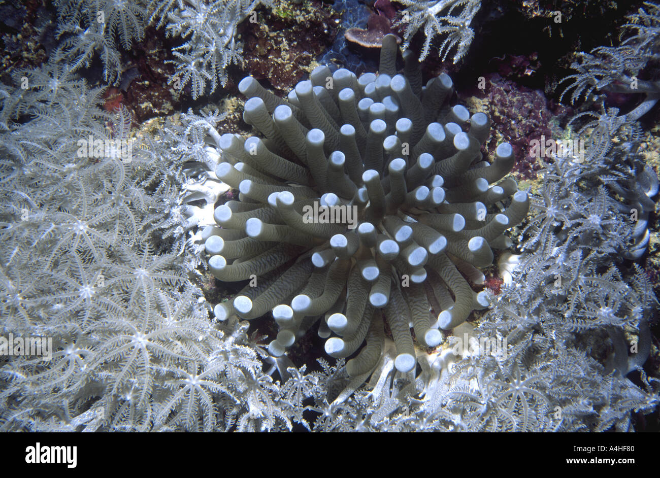 Seta, Coral Fungia sp, con pólipos visible Foto de stock