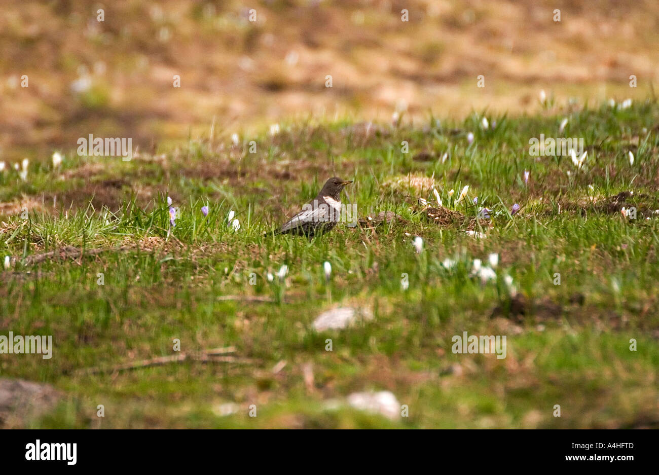 RING OUZEL Turdus torquatus en el prado con flores. Foto de stock
