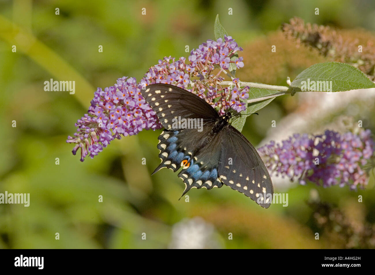 Especie nectaring oriental sobre una mariposa flor de Bush. Foto de stock