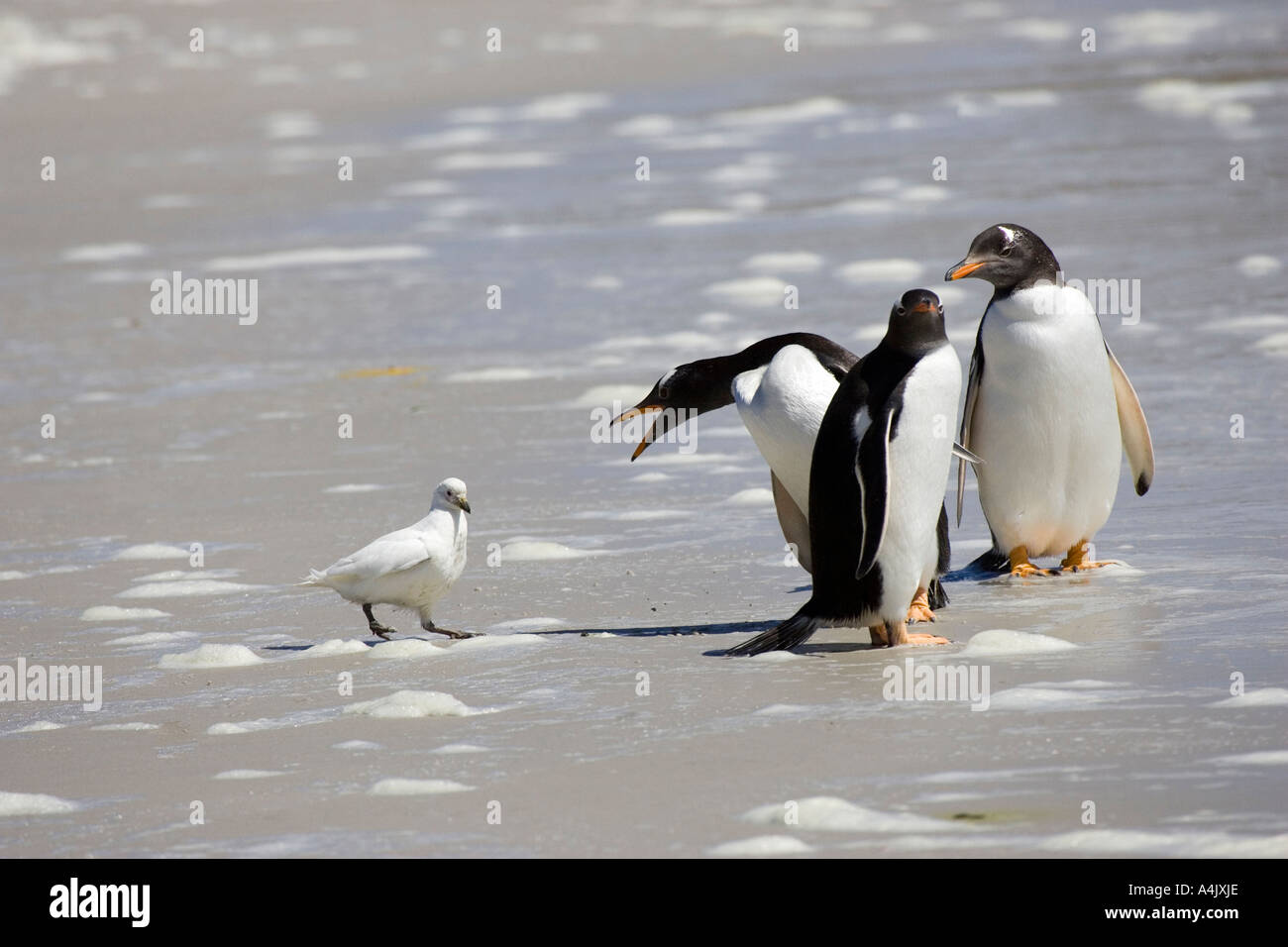 Pingüinos Pygoscelis papua llamando a Paloma antartica Foto de stock