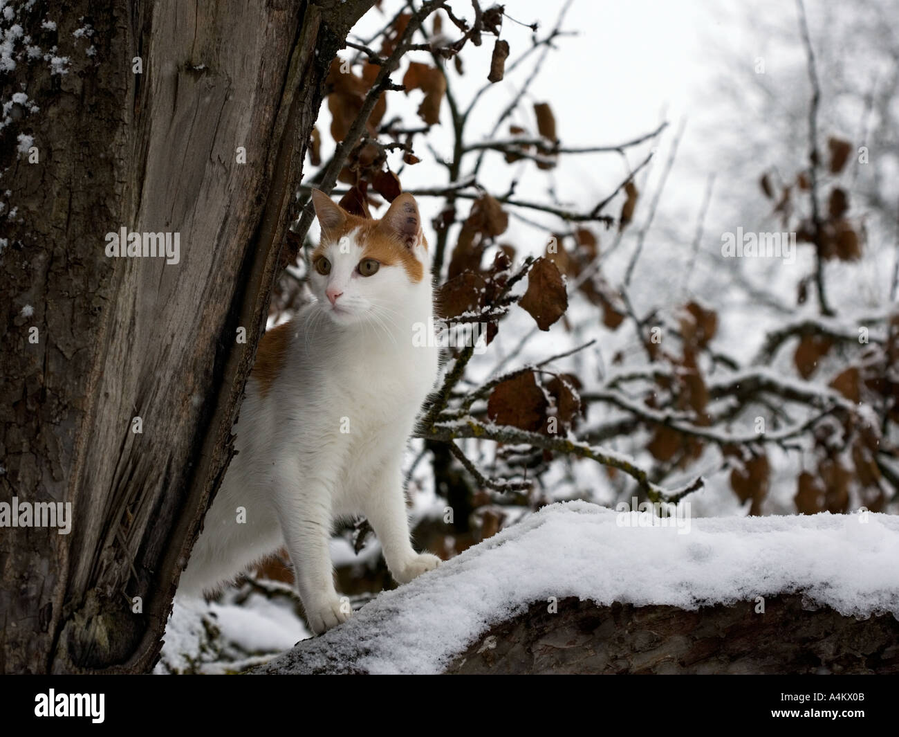 El pinky de gato Fotografía de stock - Alamy